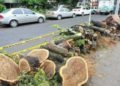 Talan 19 mil arboles en Bogotá