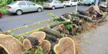 Talan 19 mil arboles en Bogotá