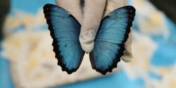 Incautadas más de 560 especies silvestres